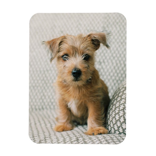 Cutest Baby djur | Norfolk Terrier Puppy Magnet (Vertikal)