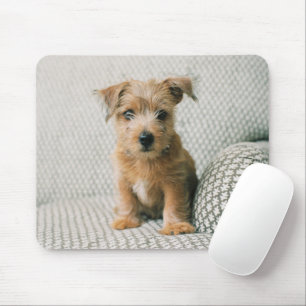 Cutest Baby djur Norfolk Terrier Puppy Musmatta