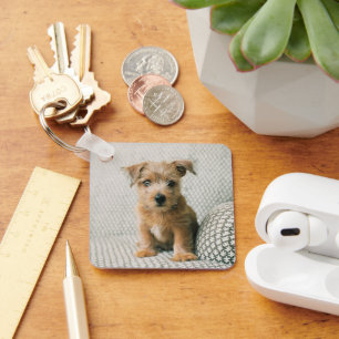 Cutest Baby djur Norfolk Terrier Puppy Nyckelring