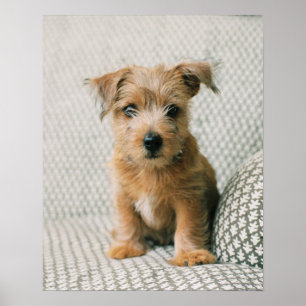 Cutest Baby djur Norfolk Terrier Puppy Poster