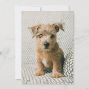 Cutest Baby djur Norfolk Terrier Puppy Tack Kort