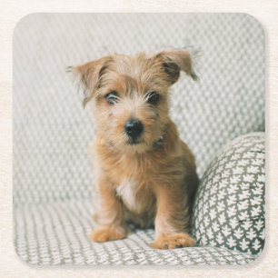 Cutest Baby djur Norfolk Terrier Puppy Underlägg Papper Kvadrat