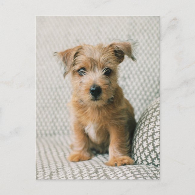 Cutest Baby djur | Norfolk Terrier Puppy Vykort (Framsida)