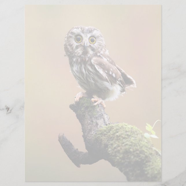 Cutest Baby djur | Northern Saw Whet Uggla (Framsida)