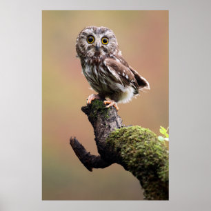 Cutest Baby djur   Northern Saw Whet Uggla Poster