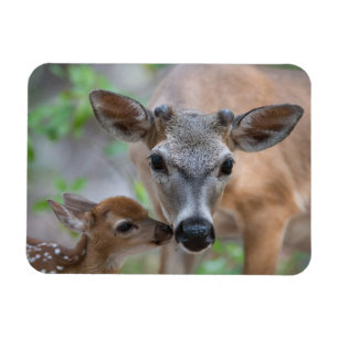 Cutest Baby djur   Nyckel Hjort Stag & Fawn Magnet