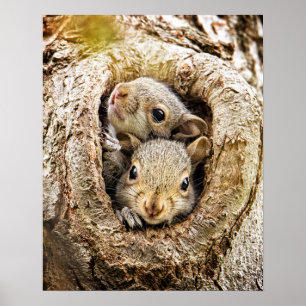 Cutest Baby djur Nyfikna Baby-ekorrar Poster