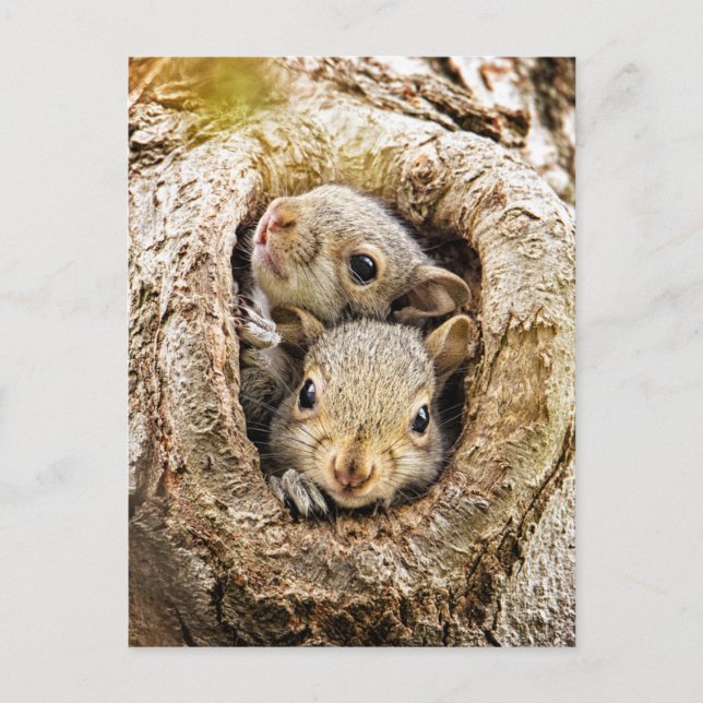 Cutest Baby djur | Nyfikna Baby-ekorrar Vykort (Framsida)