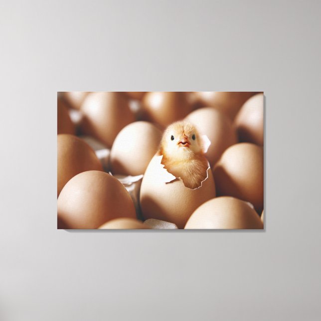Cutest Baby djur | NYFÖDD BEBIS CHICK Canvastryck (Framsida)