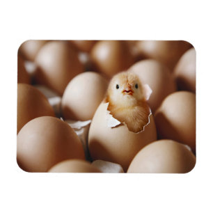 Cutest Baby djur   NYFÖDD BEBIS CHICK Magnet
