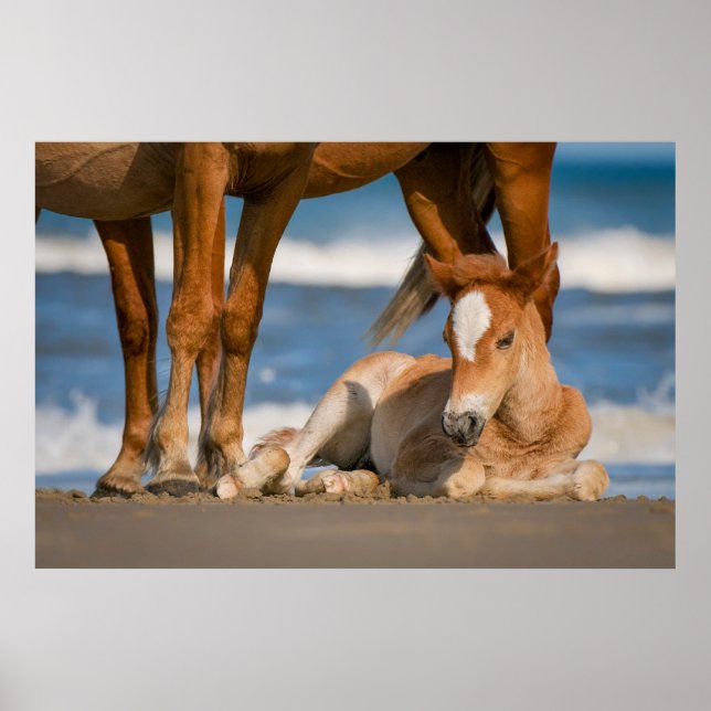 Cutest Baby djur | Nyfödd Corolla Vild Horse Poster (Framsidan)