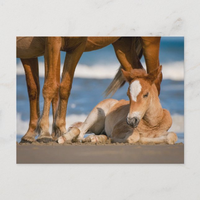 Cutest Baby djur | Nyfödd Corolla Vild Horse Vykort (Framsida)