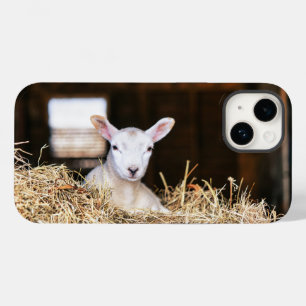 Cutest Baby djur   Nyfödd Lamb