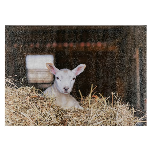 Cutest Baby djur | Nyfödd Lamb (Framsidan)