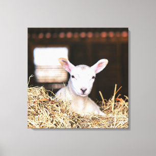 Cutest Baby djur Nyfödd Lamb Canvastryck