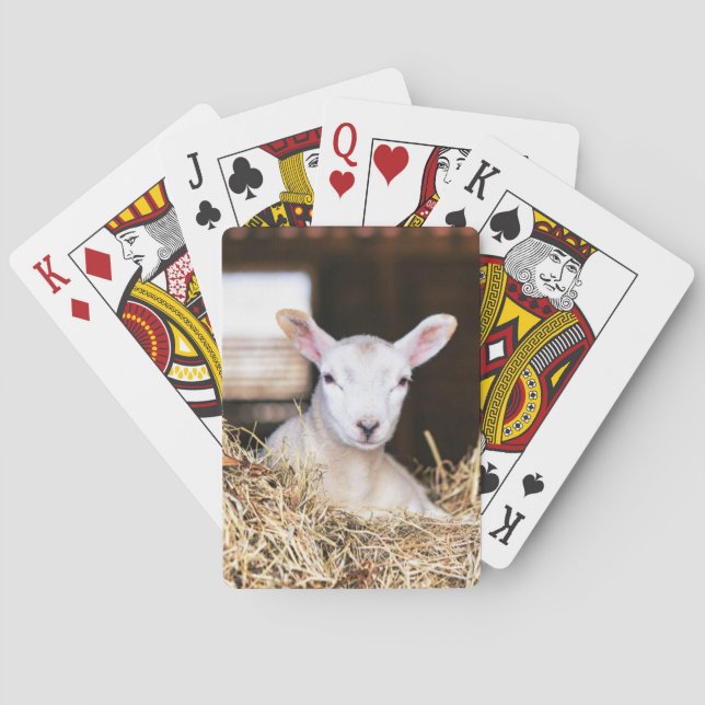 Cutest Baby djur | Nyfödd Lamb Casinokort (Baksidan)