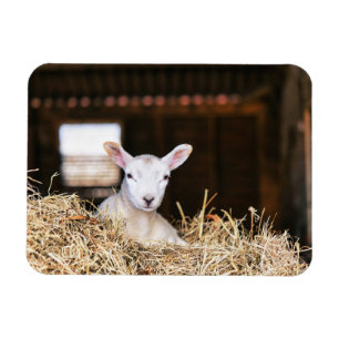Cutest Baby djur Nyfödd Lamb Magnet