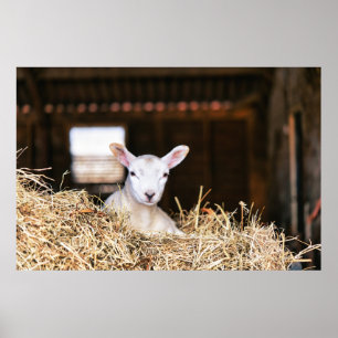 Cutest Baby djur Nyfödd Lamb Poster