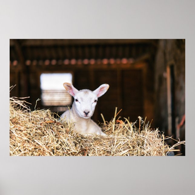 Cutest Baby djur | Nyfödd Lamb Poster (Framsidan)