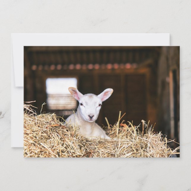 Cutest Baby djur | Nyfödd Lamb Tack Kort (Framsida)