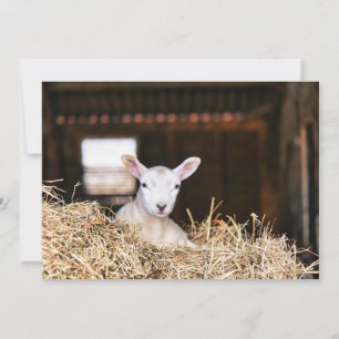 Cutest Baby djur Nyfödd Lamb Tack Kort