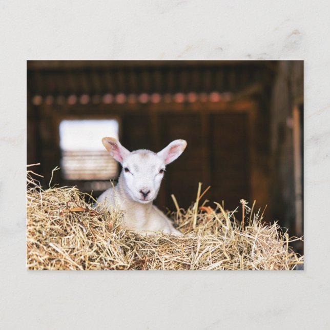 Cutest Baby djur | Nyfödd Lamb Vykort (Framsida)