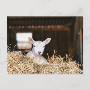 Cutest Baby djur Nyfödd Lamb Vykort