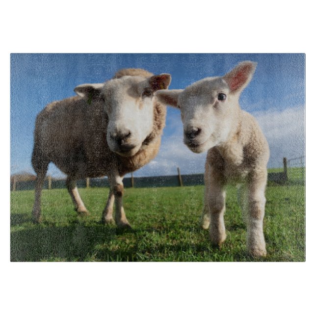 Cutest Baby djur | Nyfödda Lamb & Mamma (Framsidan)