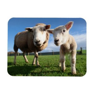 Cutest Baby djur Nyfödda Lamb & Mamma Magnet