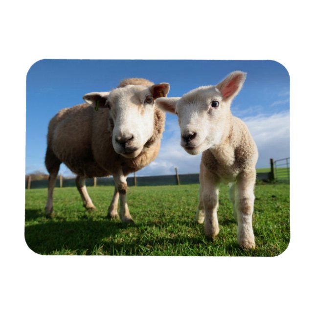 Cutest Baby djur | Nyfödda Lamb & Mamma Magnet (Horisontell)