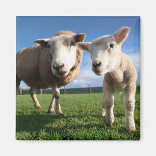 Cutest Baby djur Nyfödda Lamb & Mamma Magnet