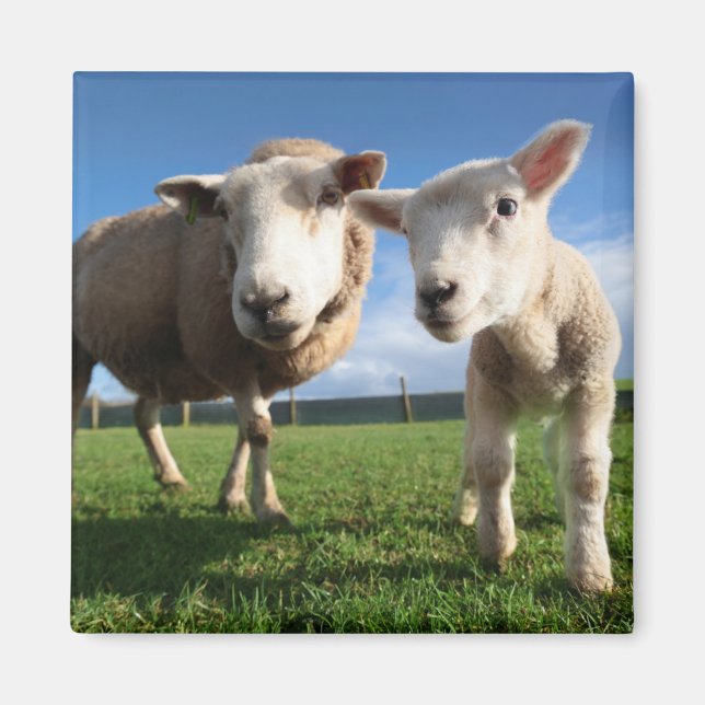 Cutest Baby djur | Nyfödda Lamb & Mamma Magnet (Framsidan)