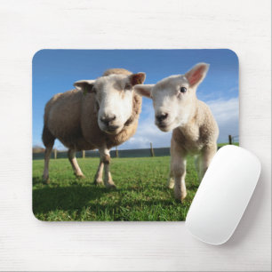 Cutest Baby djur Nyfödda Lamb & Mamma Musmatta