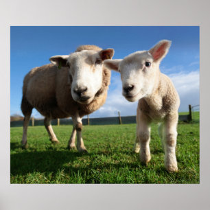 Cutest Baby djur Nyfödda Lamb & Mamma Poster