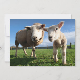 Cutest Baby djur Nyfödda Lamb & Mamma Tack Kort