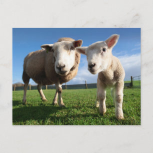 Cutest Baby djur Nyfödda Lamb & Mamma Vykort