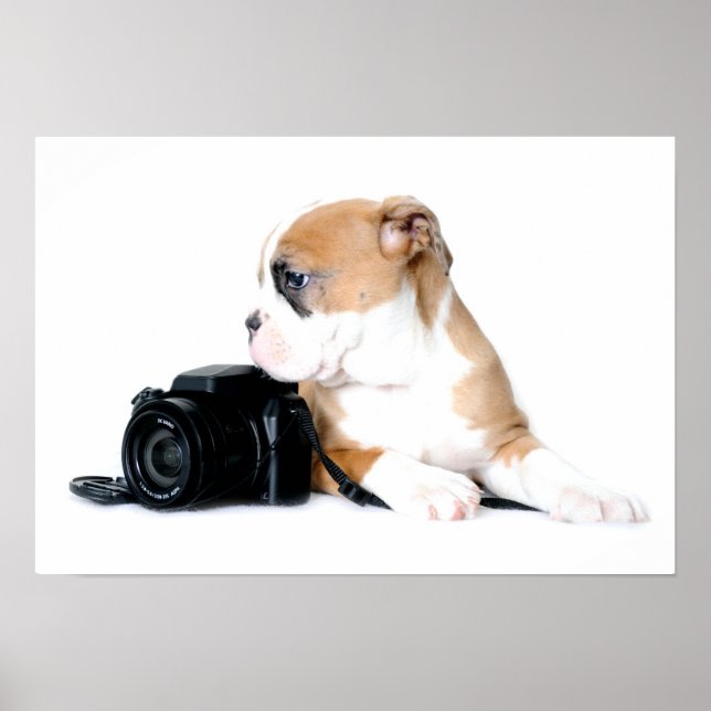 Cutest Baby djur | Old Tyme British Bulldog Poster (Framsidan)