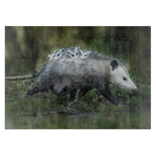 Cutest Baby djur Opossum Mamma & Kids