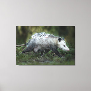 Cutest Baby djur Opossum Mamma & Kids Canvastryck