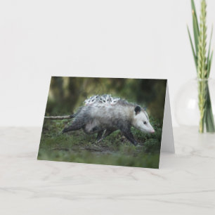 Cutest Baby djur Opossum Mamma & Kids Kort