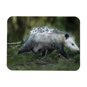 Cutest Baby djur   Opossum Mamma & Kids Magnet