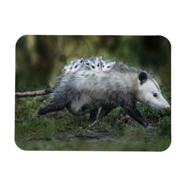Cutest Baby djur | Opossum Mamma & Kids Magnet (Horisontell)