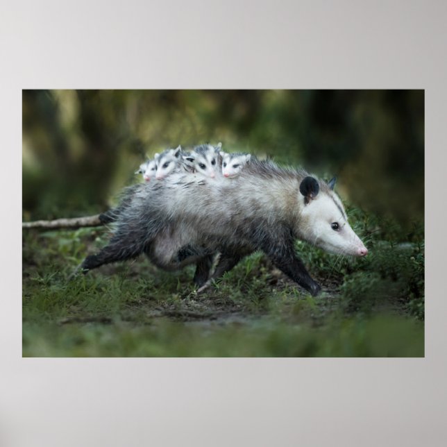 Cutest Baby djur | Opossum Mamma & Kids Poster (Framsidan)
