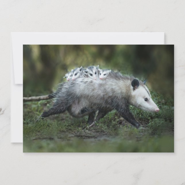 Cutest Baby djur | Opossum Mamma & Kids Tack Kort (Framsida)