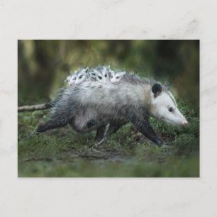 Cutest Baby djur Opossum Mamma & Kids Vykort