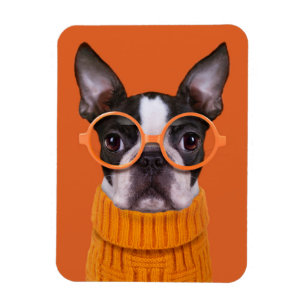 Cutest Baby djur Orange Boston Terrier Magnet