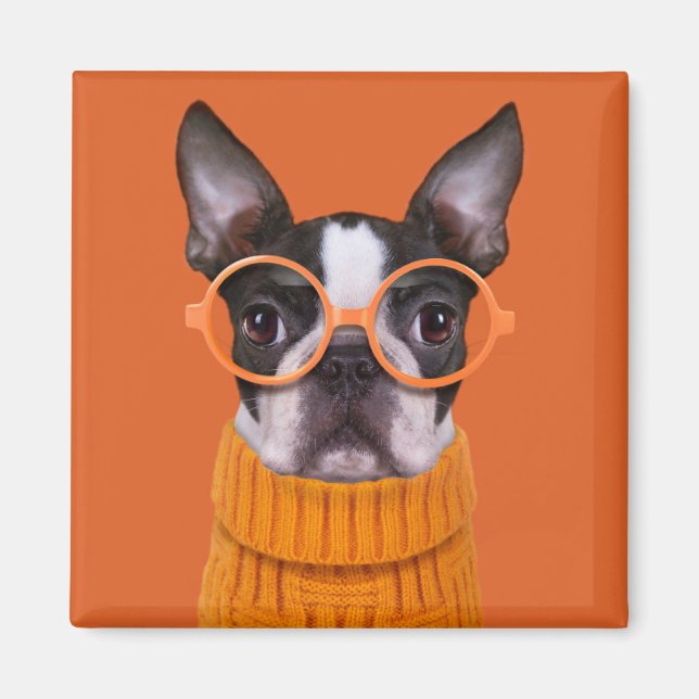 Cutest Baby djur | Orange Boston Terrier Magnet (Framsidan)
