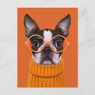 Cutest Baby djur Orange Boston Terrier Vykort