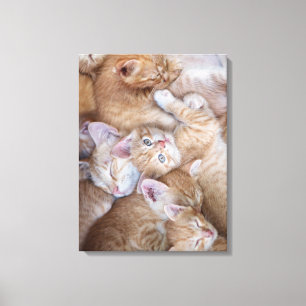 Cutest Baby djur   Orange Kitten Pile Canvastryck