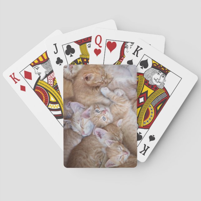Cutest Baby djur | Orange Kitten Pile Casinokort (Baksidan)